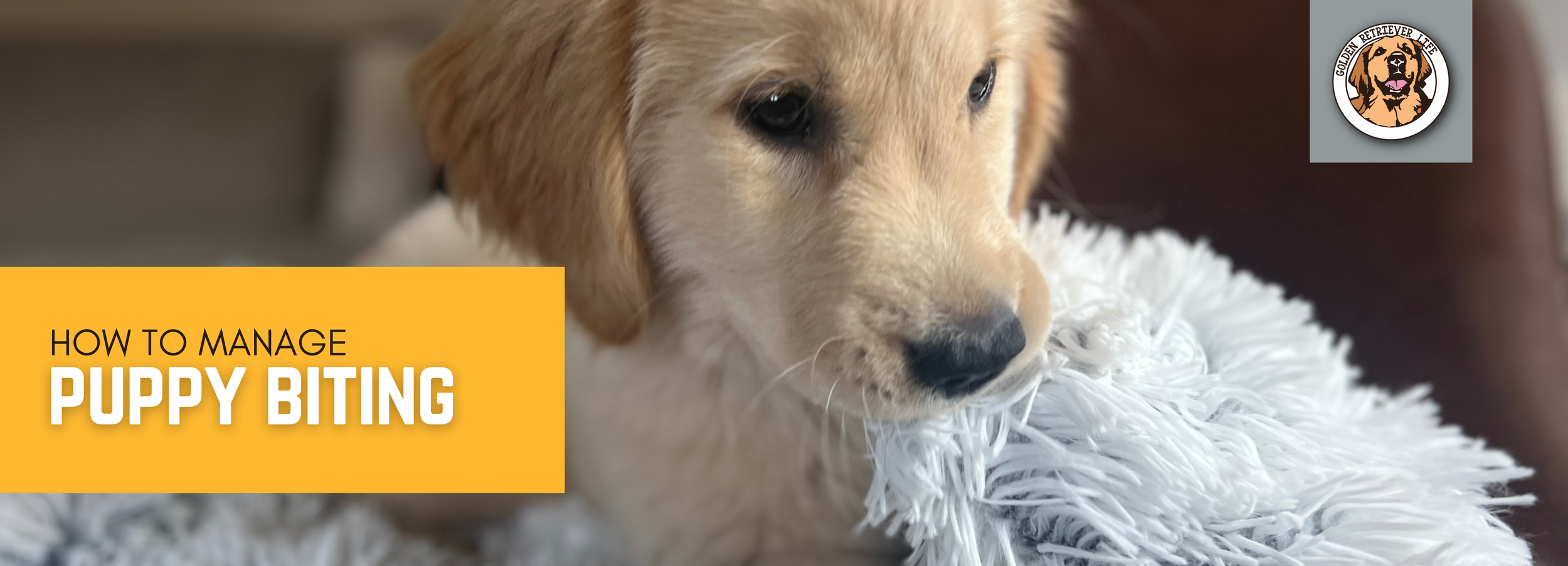 Golden retriever puppy 2024 biting